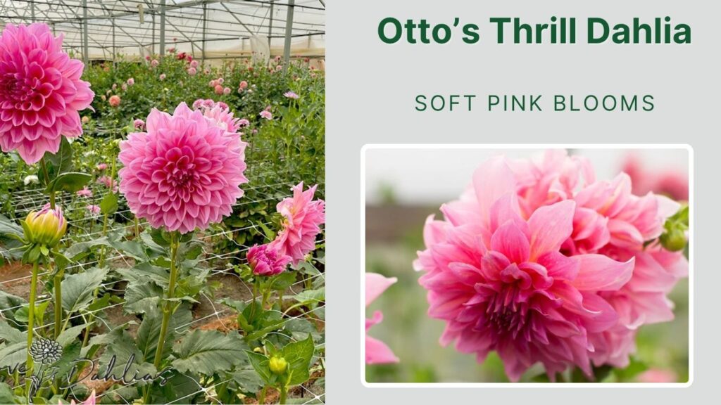 Otto’s Thrill Dahlia