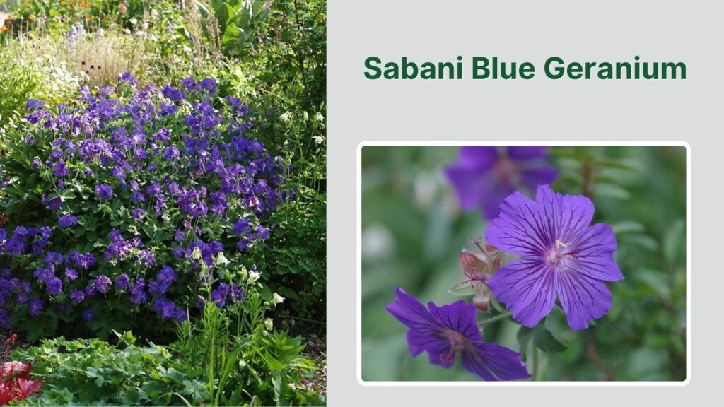 Sabani Blue Geranium