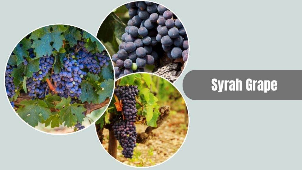 Syrah Grape