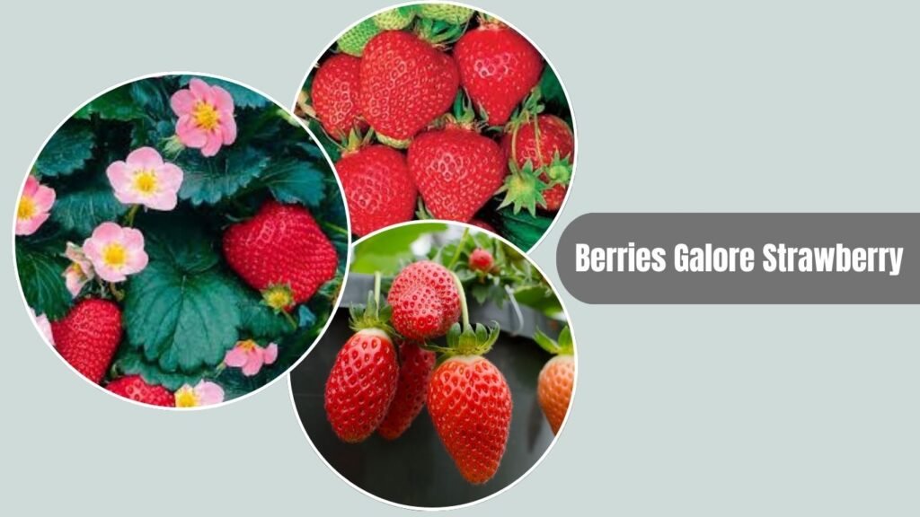 Berries Galore Strawberry