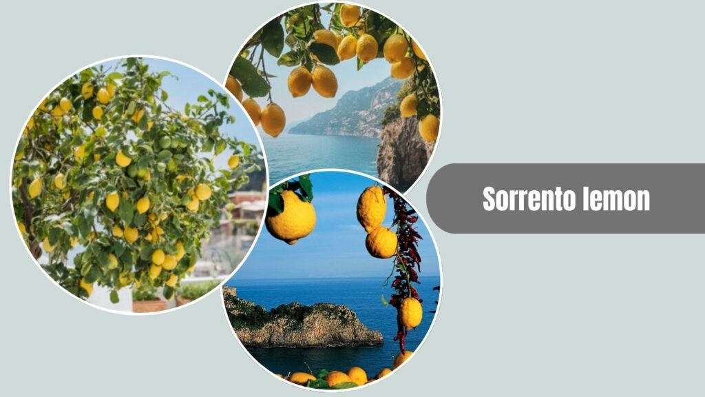 Sorrento Lemon