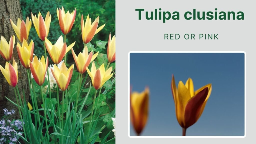 Tulipa clusiana