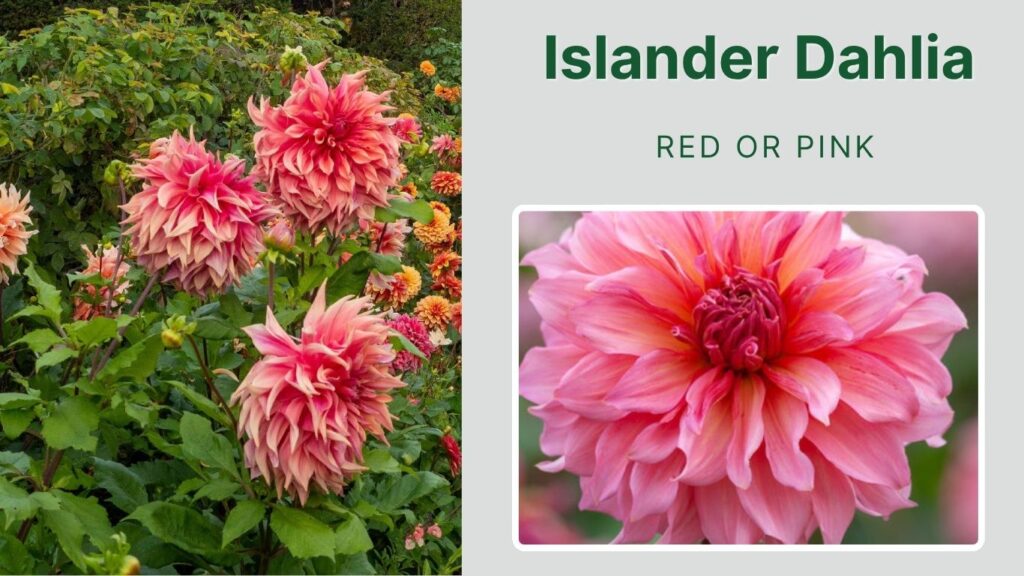 Islander Dahlia