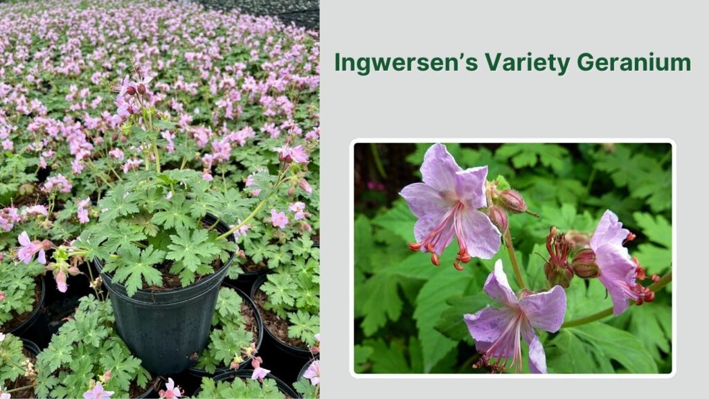 Ingwersen’s Variety Geranium