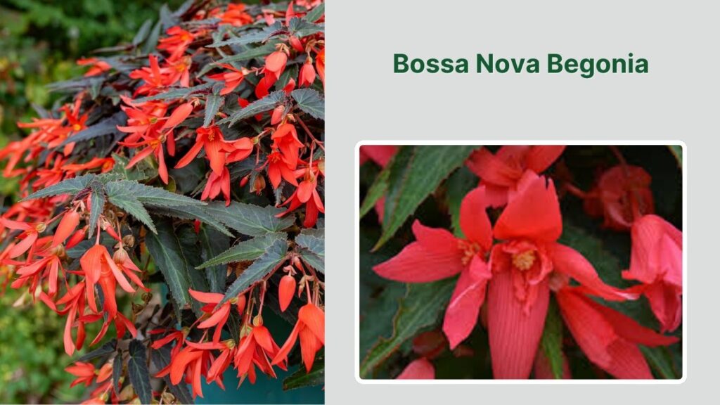 Bossa Nova Begonia