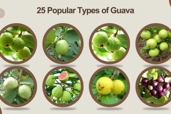 25 Popular Types of Guava Names,Identification, and Key Features