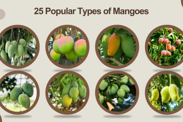25 Popular Types of Mangoes Names, Identification, and Benefits