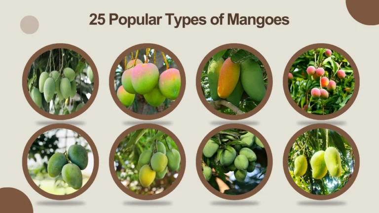 25 Popular Types of Mangoes Names, Identification, and Benefits