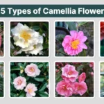 25 Types of Camellia Flowers Identification with Pictures