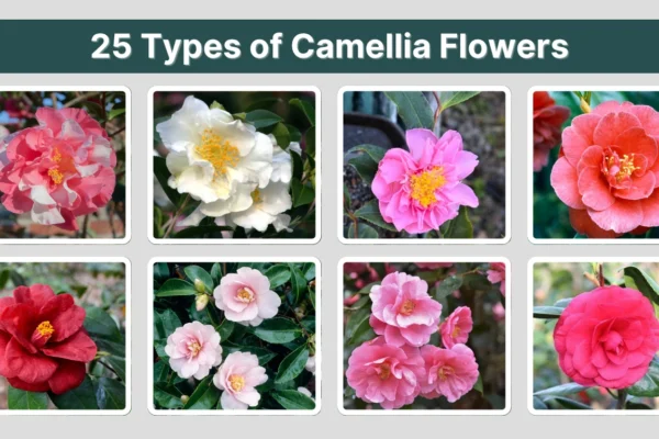 25 Types of Camellia Flowers Identification with Pictures