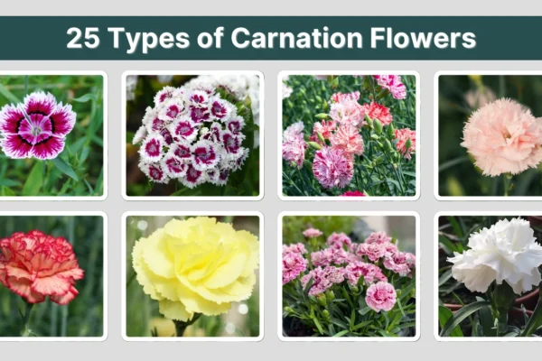 25 Types of Carnation Flowers Identification With Pictures 