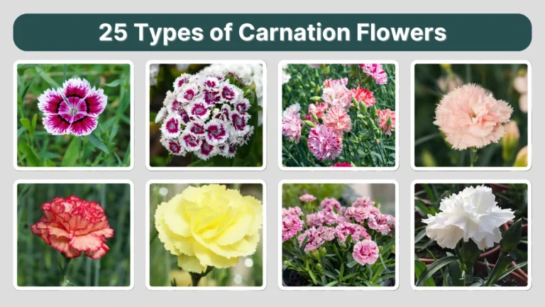 25 Types of Carnation Flowers: Identification With Pictures 