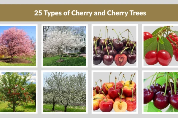 25 Types of Cherry and Cherry Trees Identification with Images