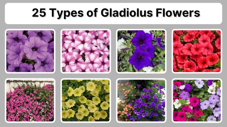 25 Types of Gladiolus Flowers Identification with Pictures 