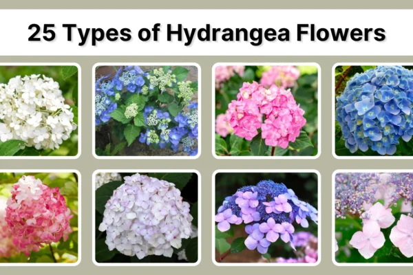 25 Types of Hydrangea Flowers Varieties for Your Garden