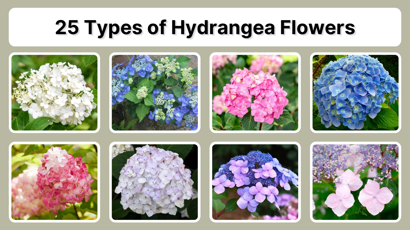 25 Types Of Hydrangea Flowers Varieties For Your Garden