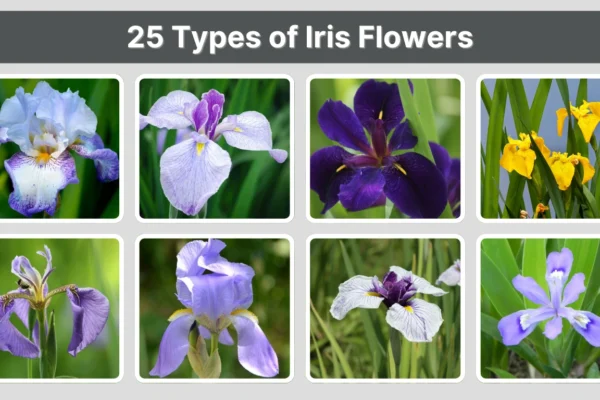 25 Types of Iris Flowers Identification With Pictures