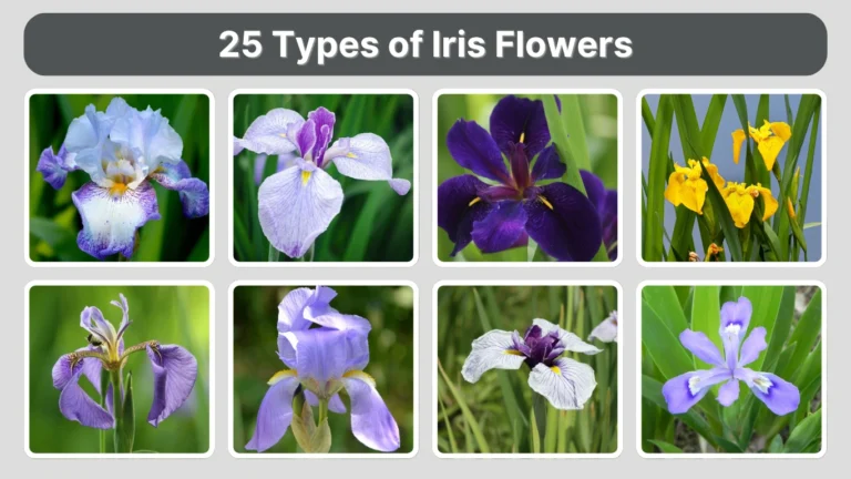 25 Types of Iris Flowers Identification With Pictures