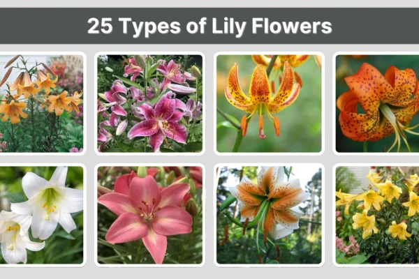 25 Types of Lily Flowers Identification With Pictures 