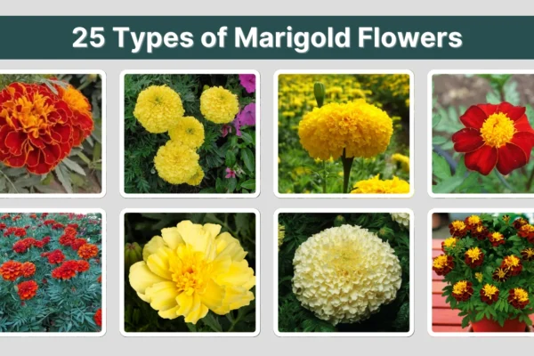 25 Types of Marigold Flowers Identification with Pictures 