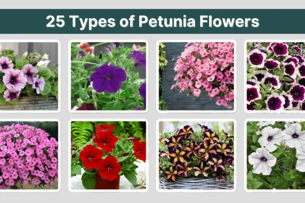 25 Types of Petunia Flowers Identification with Pictures