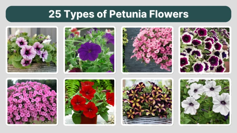 25 Types of Petunia Flowers: Identification with Pictures
