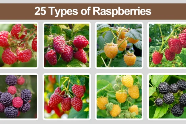 25 Types of Raspberries Names, Identification, and Growth