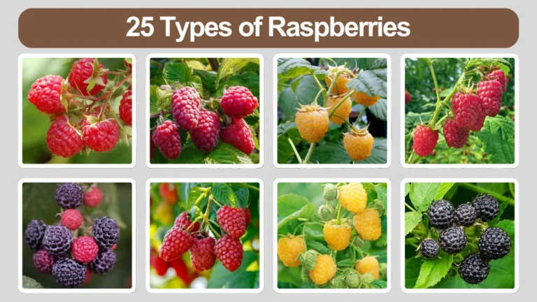 25 Types of Raspberries Names, Identification, and Growth