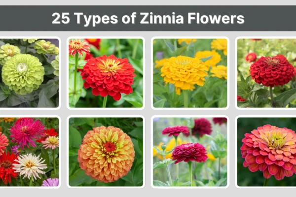 25 Types of Zinnia Flowers Identification With Pictures 