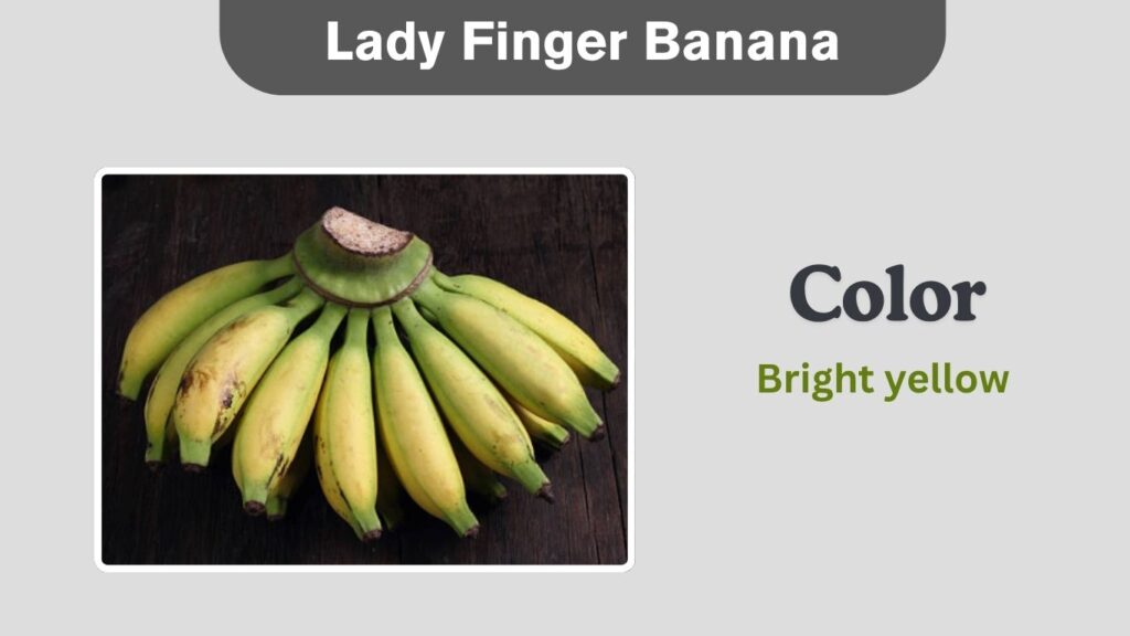 Lady Finger Banana