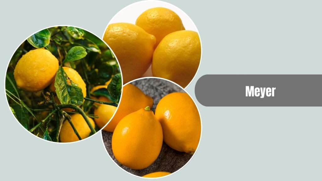 Meyer Lemon