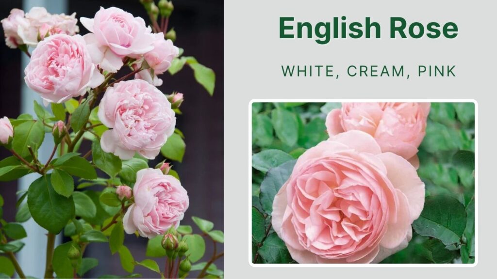 English Rose