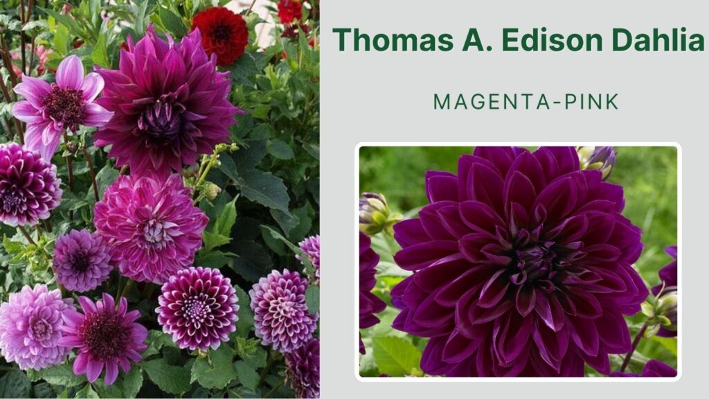 Thomas A. Edison Dahlia