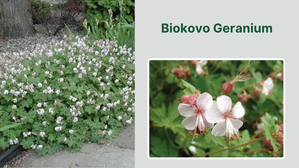 Biokovo Geranium