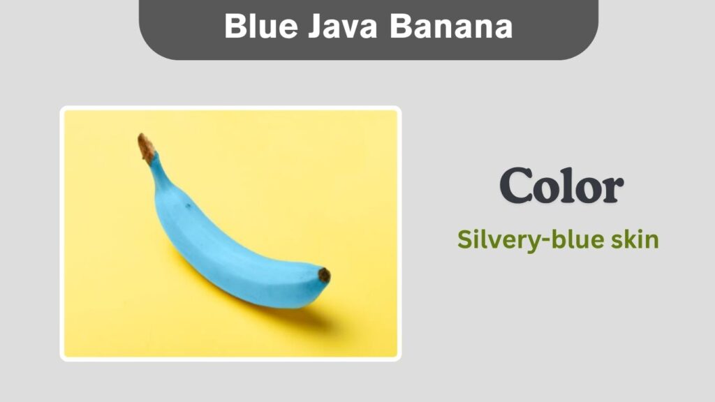 Blue Java Banana