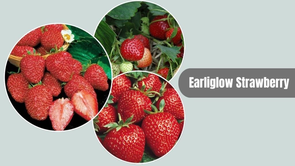 Earliglow Strawberry