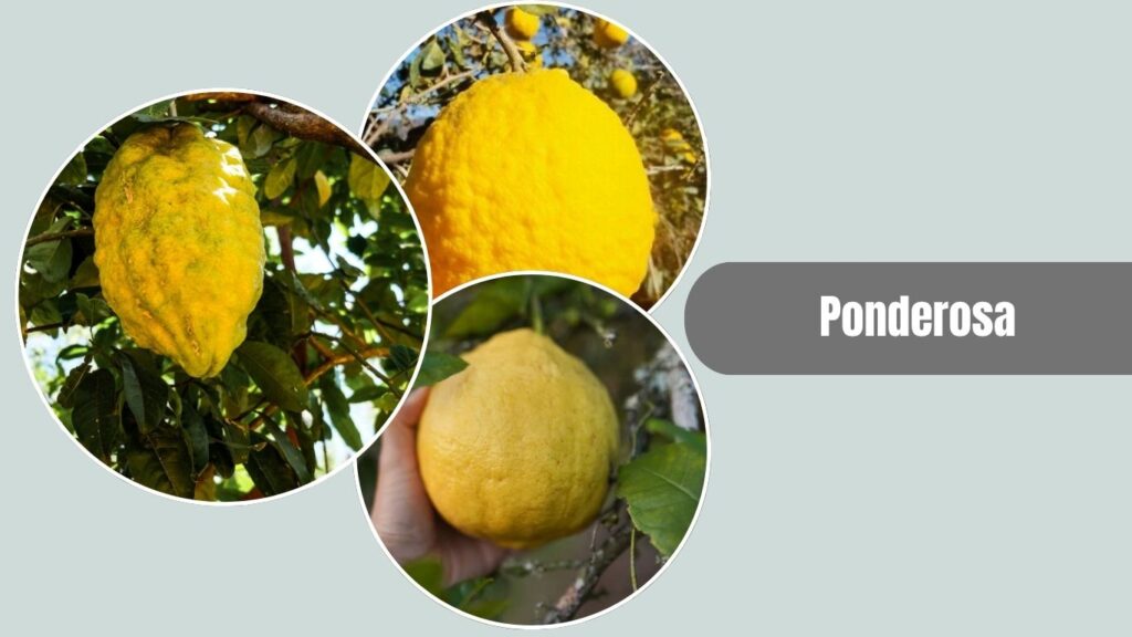 Ponderosa Lemon