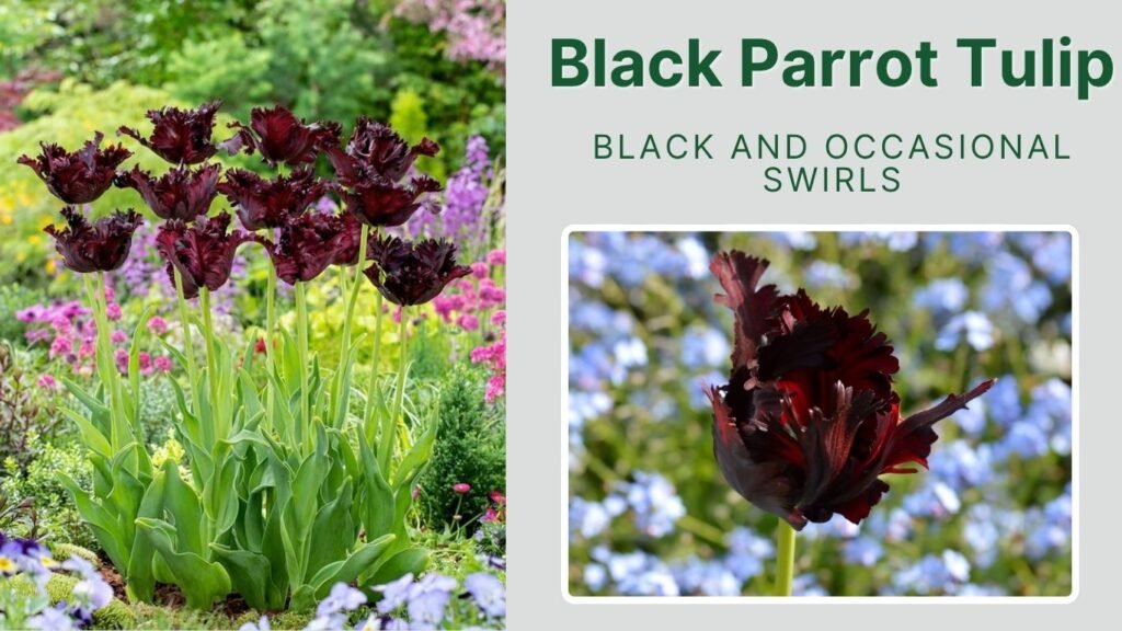 Black Parrot Tulip
