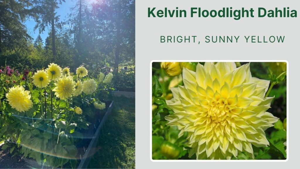 Kelvin Floodlight Dahlia
