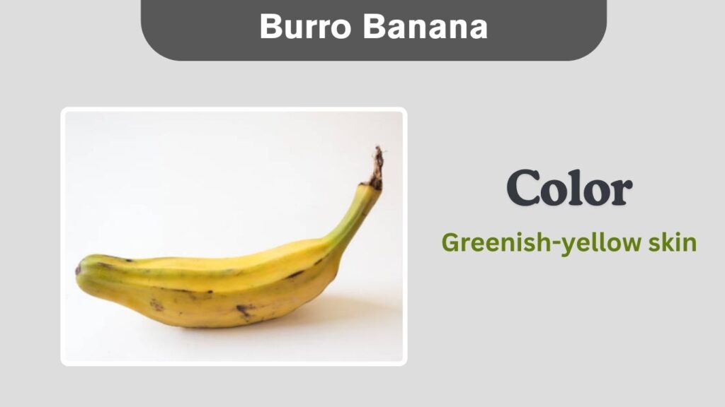 Burro Banana