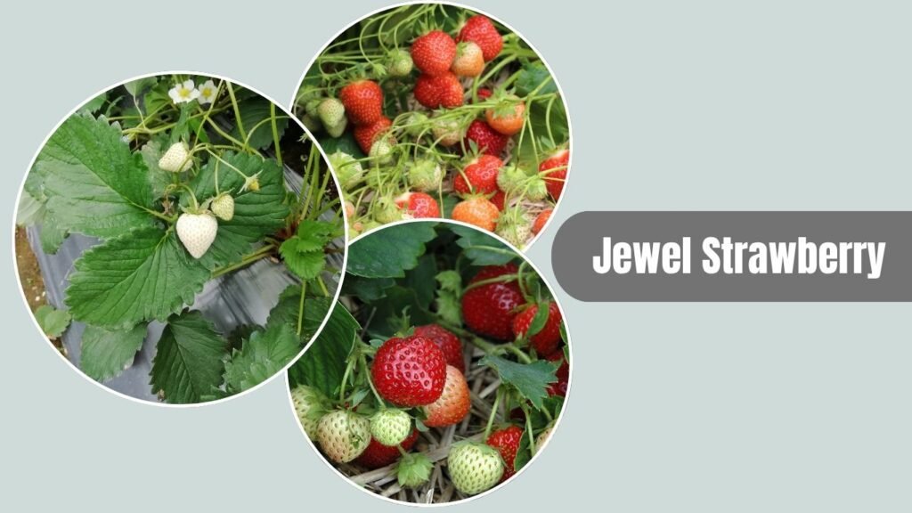 Jewel Strawberry