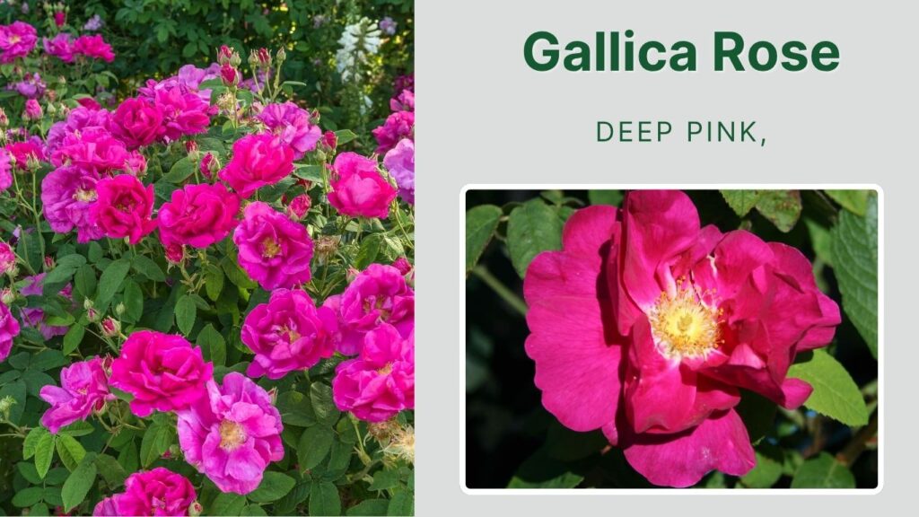 Gallica Rose