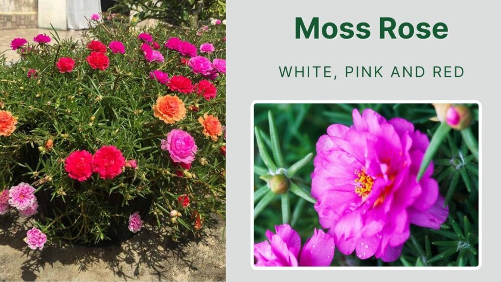 Moss Rose