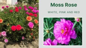 25 Types of Rose Flowers: Identification with Pictures