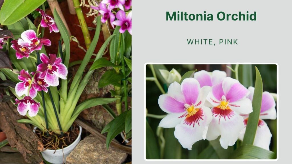 Miltonia Orchid