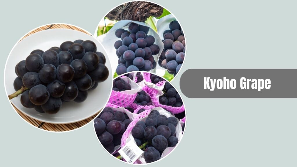 Kyoho Grape
