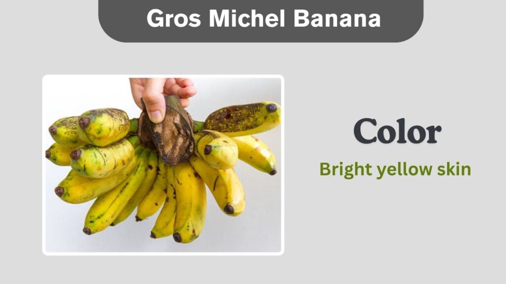 Gros Michel Banana