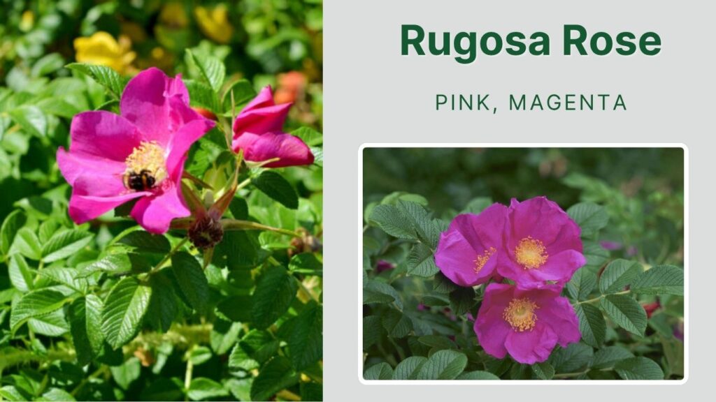 Rugosa Rose