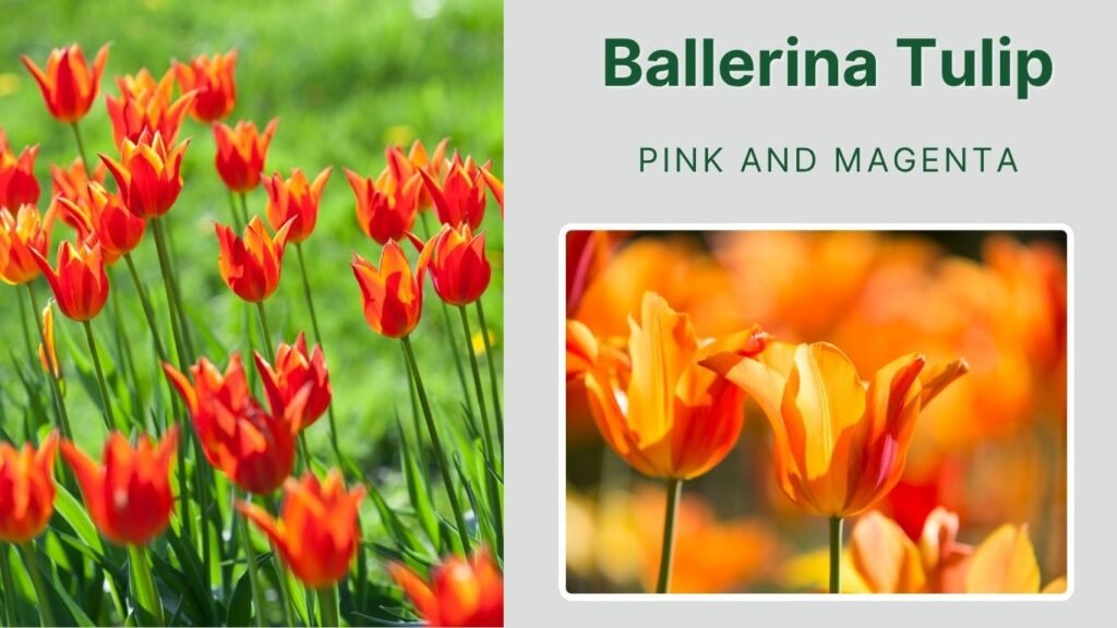 Ballerina Tulip