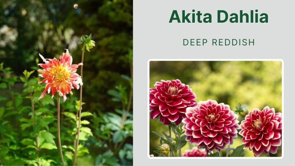 Akita Dahlia